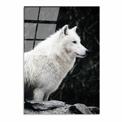 Staklena slika 70x100 cm White Wolf - Wallity