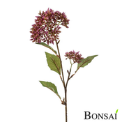 Sedum Homolica roža 60 cm vijolična