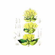 Lincura (Gentiana lutea), 100g