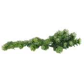 Lucky Reptile Turtle Rastline Horn Fern približno 40 cm