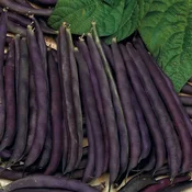 PURPLE QUEEN NANO FIŽOL BIG PACK 70gr