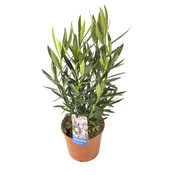 Nerium Oleander C17