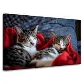 shumee Platno s tiskom Živali Speči mucki 100x60 cm
