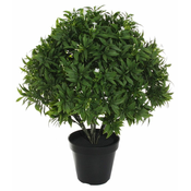 Shishi Grm zelenega jasmina, višina 55 cm