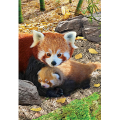 Eurographics Red Pandas250-Piece Puzzle 8251-5557
