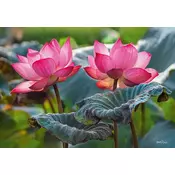 Cherry Pazzi Puzzle Pink lotosovi cvetovi 500 kosov