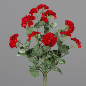 Geranija grm 58 cm rdeče barve - rdeča