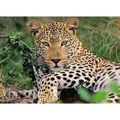 Ravensburger Leopard Puzzle XXL 100 kosov