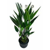 Shishi Dosna modra (Canna), višina 130 cm