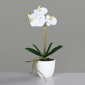 Orhideja bela v lončku RT 40 cm - bela