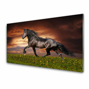 tulup.si Steklena slika Črna horse meadow živali 140x70 cm 2 obešalnika