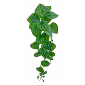 Shishi Vejica peperomije zeleno-bela 54 cm