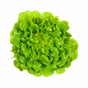 Salata hrastov list, (id-26508)
