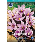 Čebulice krobus sativus (pravi žafran), 15 kosov