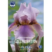 Čebulice perunika (Iris) Colaboration, 1 kos