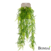 Asparagus plezalka 80 cm - 76 do 100 cm