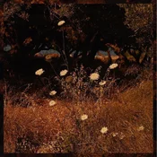 Szun Waves - Earth Patterns (Limited Edition) (Red/Brown Smoke Coloured) (LP)