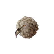 Čebulček Majski srebrnjak, 8-21 mm, 500 g