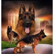 Norimpex - Puzzle Diamantova slika: Nemški ovčarji 30x40cm - 1 - 39 kosov
