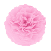 Papirnat pompom – rožnat, 25 cm