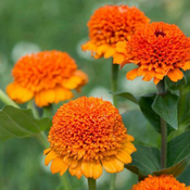 Flora Ekspres Seme cveća, Lepi čovek Kresto-Zinnia el. Cresto Orange