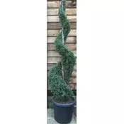 CUPRESSOCYPARIS LEYLANDII BLUE JEANS, LEJLANDOVA CIPRESA