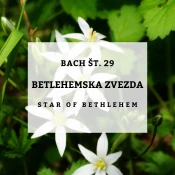 Bachove kapljice 29, Betlehemska zvezda - Star of Bethlehem, 10 ml