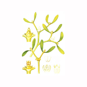 Bela imela caj (Viscum album), 100g