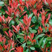 Photinia ‘Little Red Robin’ fi 17 cm