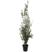 Shishi Umetni eukaliptus v loncu, višina 160 cm