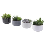 SUCCULENT Zasadena biljka, Sukulent raznobojno, 14 cm