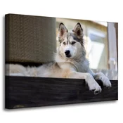 shumee Platno s tiskom Živali Husky Dog 70x50 cm
