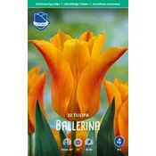 Čebulice tulipan Ballerina, 10 kosov