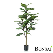 Fikus Lyrata figa 120 - 101 do 150 cm