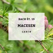 Bachove kapljice 19, Macesen - Larch, 10 ml