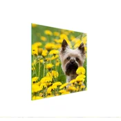 shumee STEKLENA ZAŠČITNA PLOŠČA ZA ŠTEDILNIK 50x52 DOG