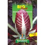 RADIČ ROSSA DI TREVISO PRECOCE - Big pack 20g