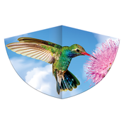 Šarkan kolibri