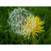 Institut Josif Pancic Caj maslacak list, 80g