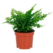 NEPHROLEPIS Lončnica, Navadni nefrolepsis, 9 cm
