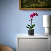 PHALAENOPSIS Zasadena biljka, orhideja odabrane boje, 6 cm