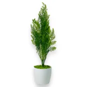 shumee Lončnica - Cipresa, lončnica zelene tuje 75 cm