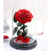 Preparirana večna vrtnica v stekleni kupoli