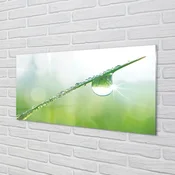 tulup.si Slika na akrilnem steklu Drop trava makro 100x50 cm 2 obešalnika