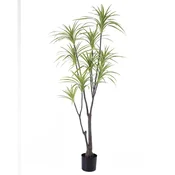 Lilium dekorativna dracena 170cm 567296