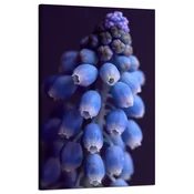 shumee Platno z motivom botaničnega cveta hijacinte, 50x80 cm