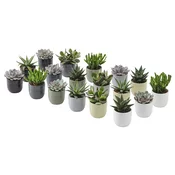 SUCCULENT Biljka u saksiji, Sukulent raznobojno, 6 cm