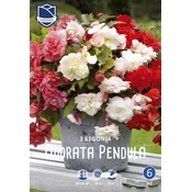 Čebulice Begonija Pendula Odorata, rdeče-bele, 3 kosi