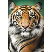 PUZZLE 1500 tigar