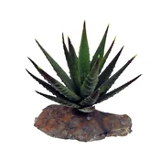 Lucky Reptile Lucky Reptile-Succulents Tigrasta aloja, približno 8 cm